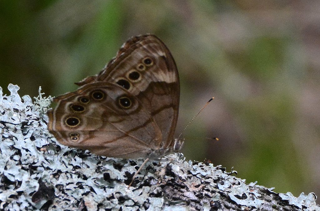 126 2015-07244311 Oxbow NWR, MA.JPG - Northern Pearly-eye Butterfly (Enodia anthedon). Oxbow National Wildlife Refuge, MA, 7-24-2015